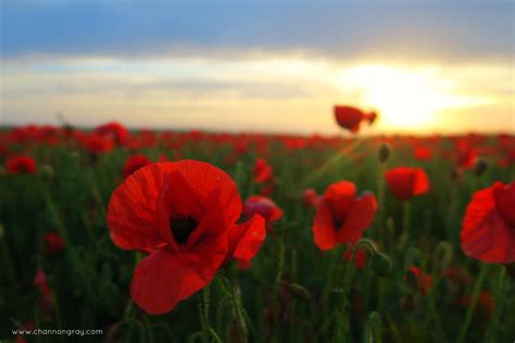 Poppy Fields at West Pentire, Cornwall - Graduate Life // heythereChannon