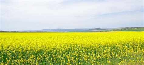 What are those fields of yellow flowers? - (Rapeseed Crops)