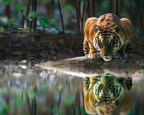 1280x1024 Tiger Glowing Eyes Drinking Water 4k Wallpaper,1280x1024 Resolution HD 4k Wallpapers ...