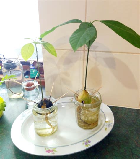 How To Grow Avocado From Seed | Images and Photos finder