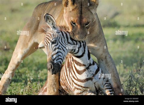 Male Lion Hunting Zebra