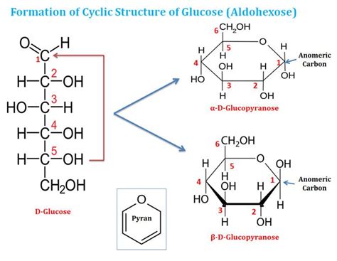 glucose cyclic structure | Teaching chemistry, Chemistry lecture, Chemistry textbook