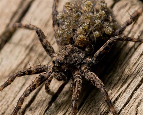 Wolf Spider Carries Babies On Back Stock Photo - Image: 60254124