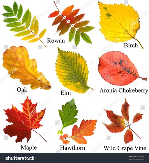 collection set of beautiful colored autumn leaves with name, close up ...