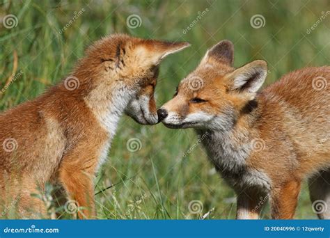 Red Fox Cubs Playing Royalty Free Stock Image - Image: 20040996