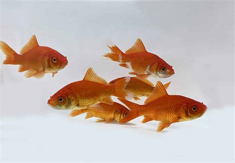 32 Popular Types Of Goldfish - Varieties You Can Have At Home