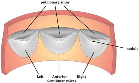 Posterior view of the human pulmonary valve (cf. [3]). | Download Scientific Diagram