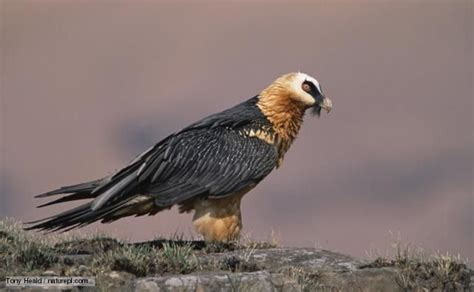 BBC Nature - Lammergeier videos, news and facts Bearded Vulture, Birds Of Prey, Birds 2 ...