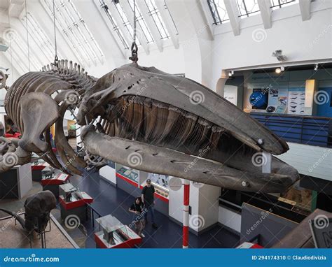 Grey Whale Skeleton at the Natural History Museum in London Editorial Image - Image of europe ...