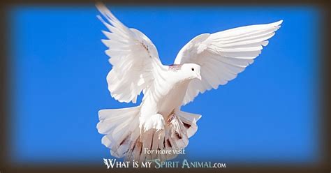 Dove Symbolism & Meaning | Spirit, Totem & Power Animal