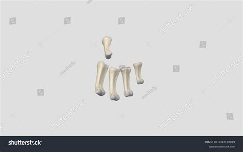 Proximal Phalanx Fingers Proximal First Bone Stock Illustration 2387170029 | Shutterstock