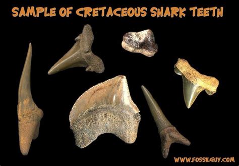 Prehistoric Sharks - Fossil Shark History, Origins, and Evolution Through Time | Shark teeth ...