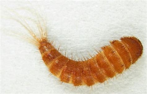 Warehouse Beetle Larvae