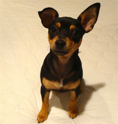 1000+ images about Chihuahua Min-Pin Mix on Pinterest