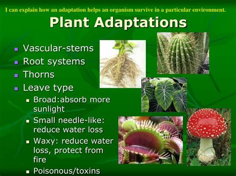 PPT - Adaptations PowerPoint Presentation - ID:3036734