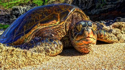 Hawaii, Isle of Maui, Maui, Beach, Turtle