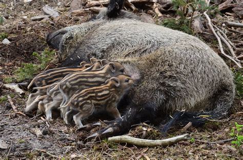 Hog Hunting Tips For Beginners - thehuntingjack.com