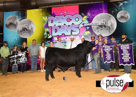 National Junior Brangus Show | Supreme Bulls | The Pulse