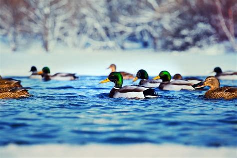 Duck Bird Winter Lake Snow Background Stock Image - Image of beautiful ...