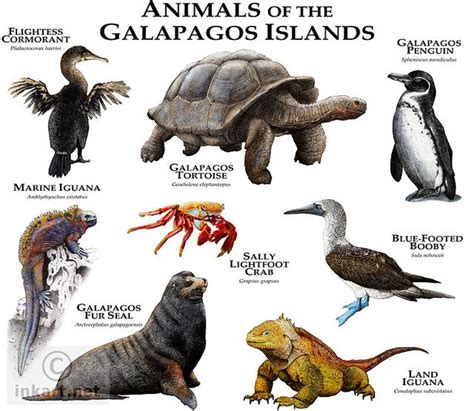 Animals of the Galapagos Islands | Galapagos islands animals, Galapagos tortoise, Animals