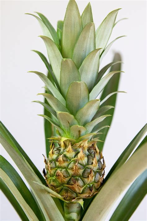 How to Grow and Care for your Pineapple Plant | Pineapple planting, Pineapple plant care ...