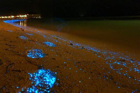 A Maldives Beach Awash in Bioluminescent Phytoplankton Looks Like an ...