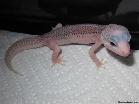 super-snow-eclipse-galaxy-leopard-gecko - OnlineGeckos.com Gecko Breeder