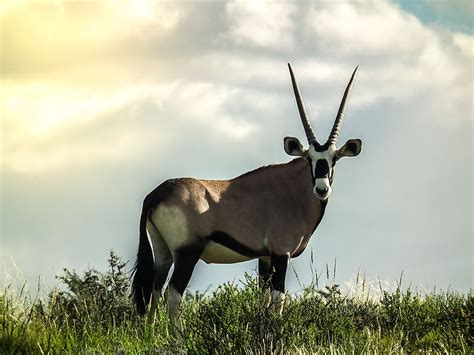 10 Iconic Animals Of South Africa - WorldAtlas