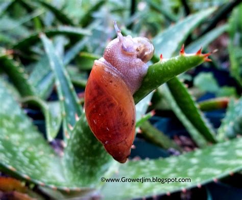 Garden Adventures: Creature Feature - the "good" snail