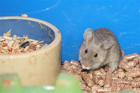 The Science Behind Making Food Pellets for Rats