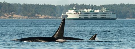 Whale Watching in the San Juan Islands - Maya's Legacy Whale Watching