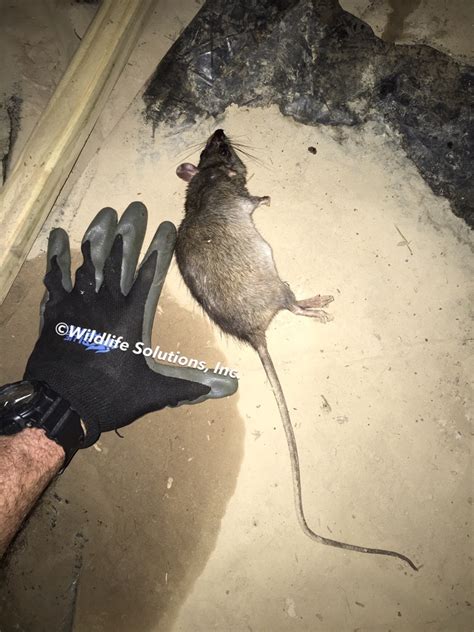 Rat Removal | Rats In Attic | Mobile Alabama