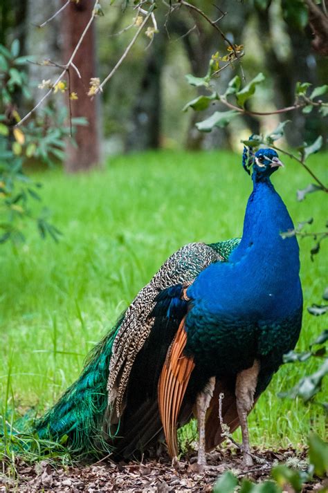 Most beautiful birds, Peacock images, Beautiful birds