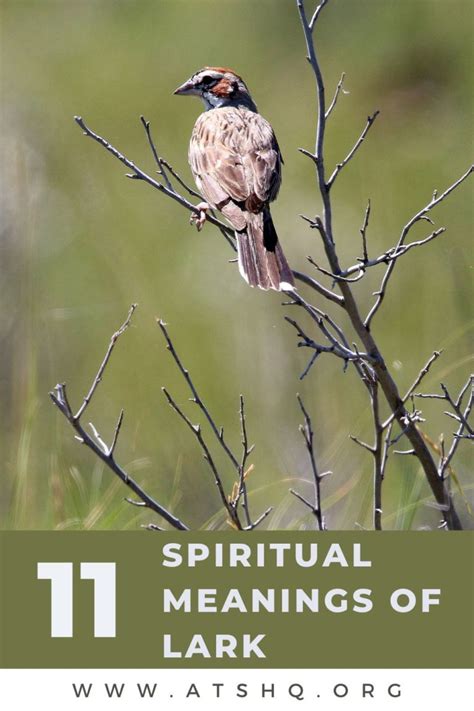 Lark Symbolism: 11 Spiritual Meanings of Lark