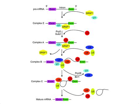 | A general schematic of pre-mRNA splicing by the major spliceosome,... | Download Scientific ...