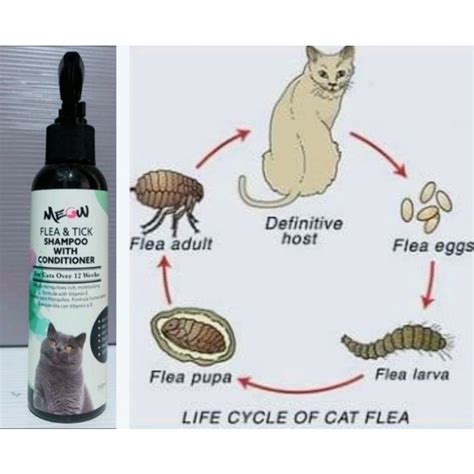 SHAMPOO KUTU KUCING / PET SHAMPOO 150ML. FLEA & TICK SHAMPOO , ANTI BAKTERIA . ( SHAMPOO KUTU ...