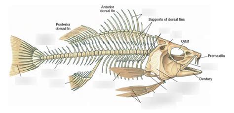 Fish Skeleton Diagram | Quizlet