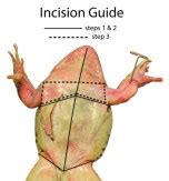 Frog Dissection Guide & High School Science Lesson | HST