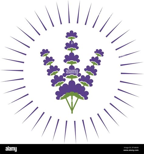 lavender flower vector illustration design template Stock Vector Image & Art - Alamy