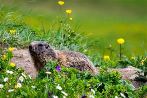 Curious Groundhog Awakened from Hibernation in Spring Stock Image ...