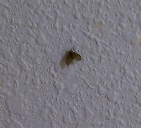 Drain Flies (StopPests IPM in Multifamily Housing Blog)