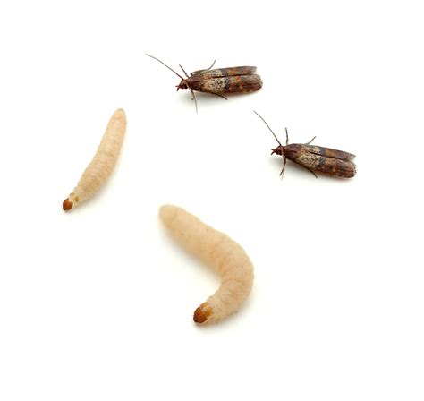 Pantry Beetle Larvae