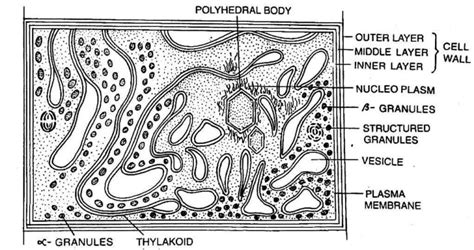 Cell Structure of Cyanobacteria