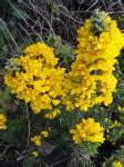 Gorse Plant Free Stock Photo - Public Domain Pictures