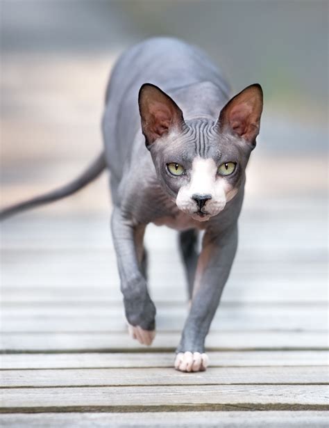 Sphynx Cat Names