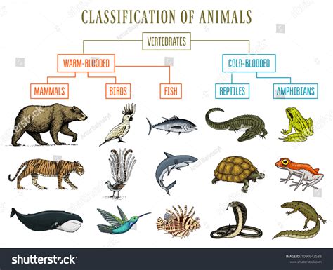 Classification Animals Reptiles Amphibians Mammals Birds Stock Vector ...