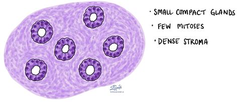 Histology Endometrial Dating – Telegraph