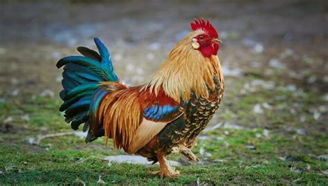 Leghorn Chicken Breed, Facts, Care, Eggs and All Information