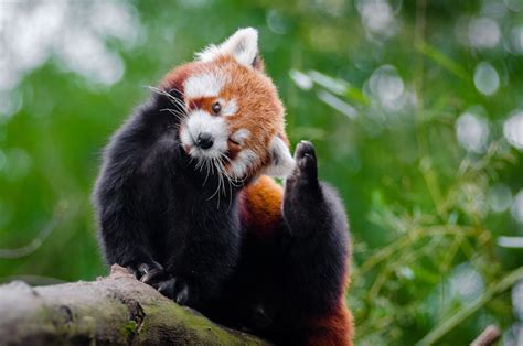 Red Panda at Daytime · Free Stock Photo