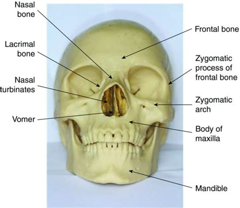 7: Skull and oral anatomy | Pocket Dentistry